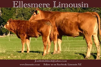 Ellesmere Limousin
