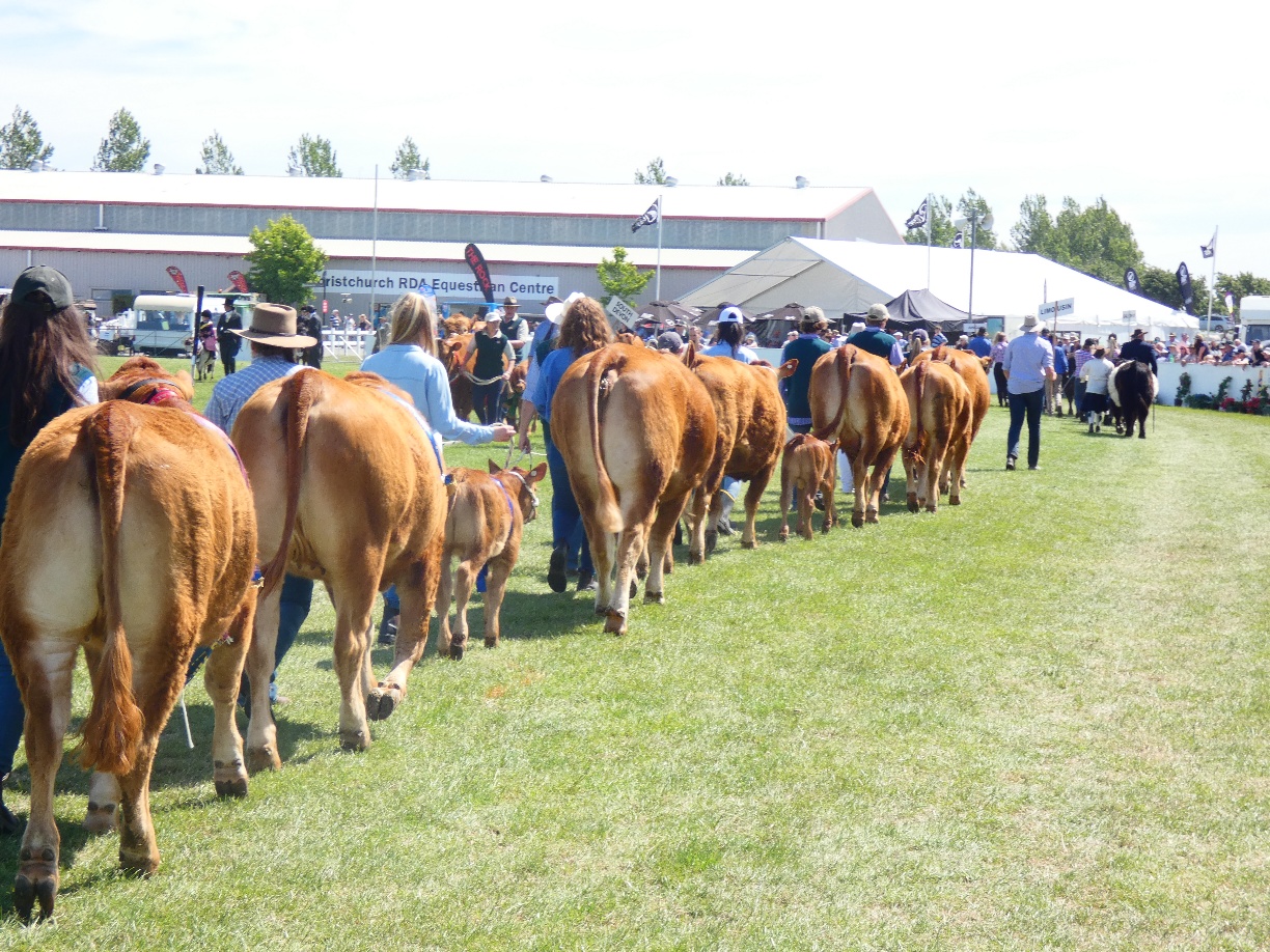 Canterbury A&P Show Results 2018