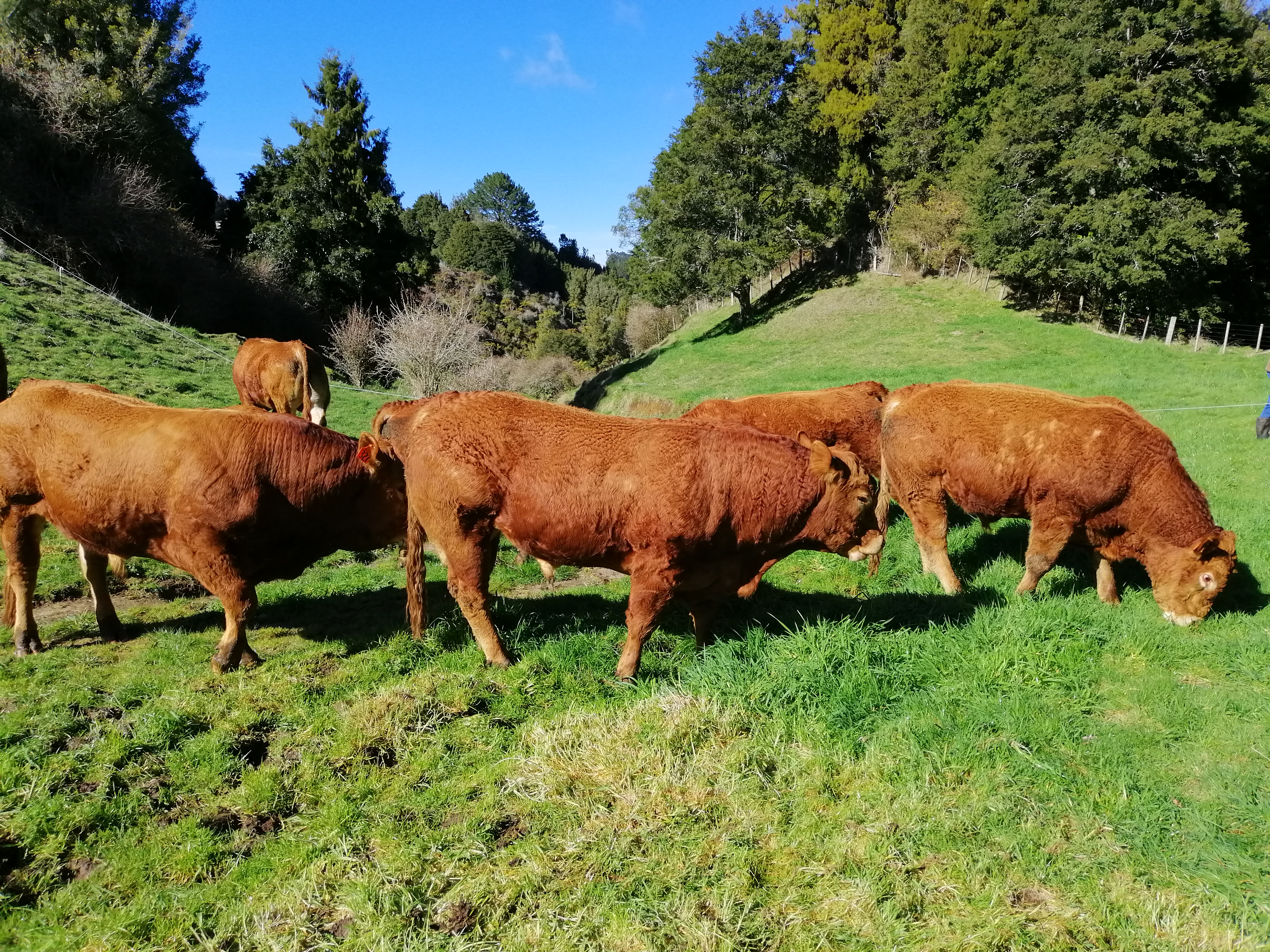 Secret Falls – 2yo Bulls for sale