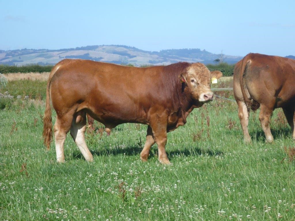 Glencairn Limousin Stud