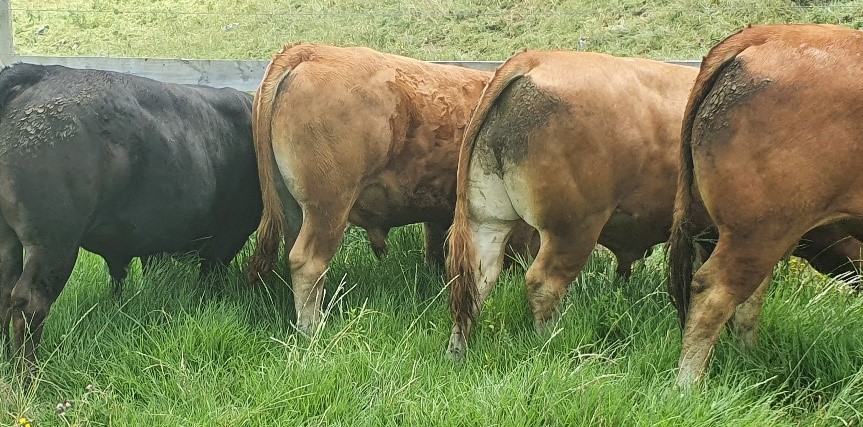 27th North Island Limousin Beef Breeders’ Bull Trial – 2020/2021