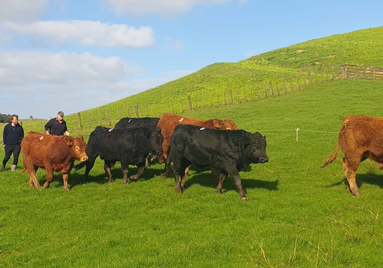 28th Annual Snake Gully Sale Tops at $9000